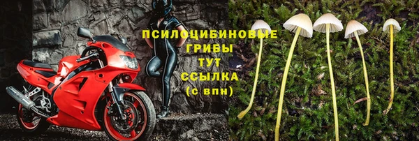 прущие грибы Балахна
