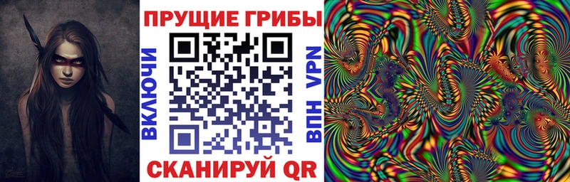 Псилоцибиновые грибы Psilocybine cubensis  Волосово 